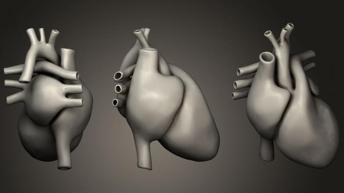 نموذج ثلاثي الأبعاد لآلة CNC تشريح الهياكل العظمية والجماجم فوكسل القلب الطبيعي